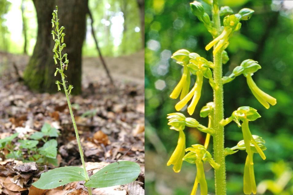 Tojásdad békakonty Listera ovata Védett eszmei értéke 10 000 Ft Fajleírás: Magasság: 20-60 cm.