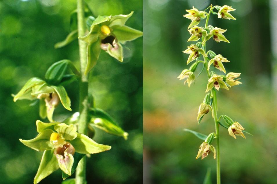 Csőrös nőszőfű - Epipactis leptochila Védett eszmei értéke 10 000 Ft Fajleírás: Magasság: 30-70 cm. Levél: A levelek szélesek, a felületükön gyengén molyhosak, világoszöldek.