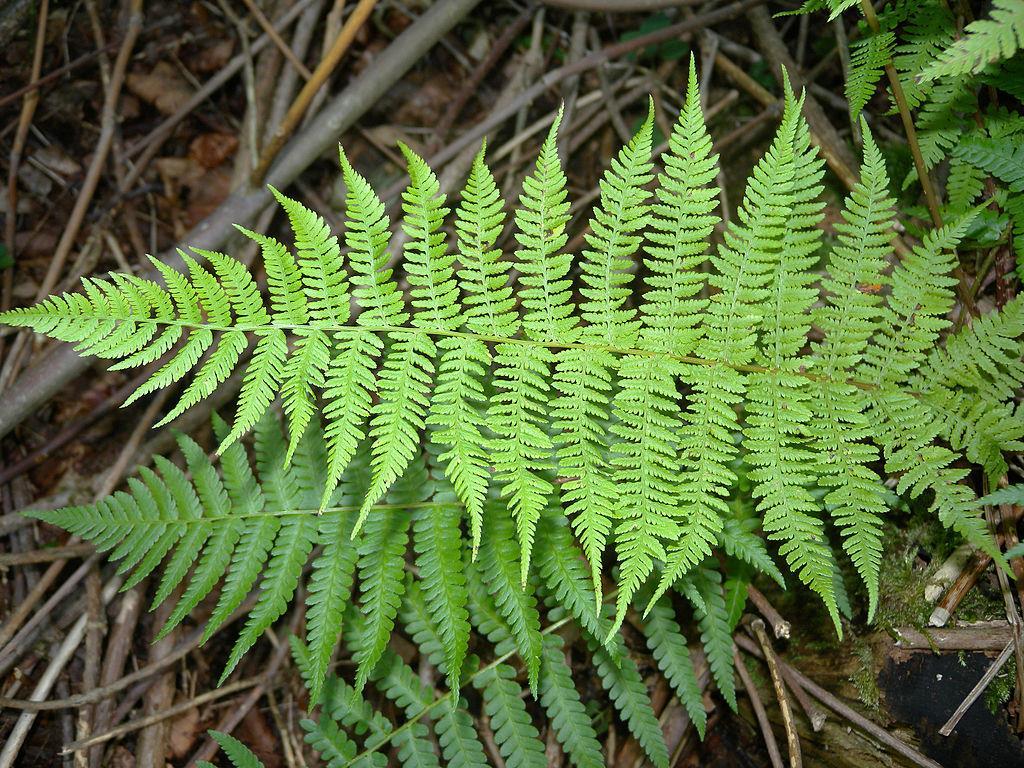 Erdei pajzsika - Dryopteris filix-mas Fajleírás: Magasság: Akár az 1 méter magasságot is eléri.