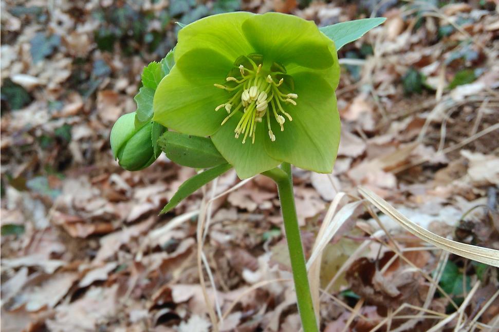 Illatos hunyor Helleborus odorus Védett eszmei értéke 10 000 Ft Fajleírás: Magasság: 15-50 cm.