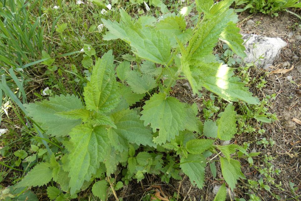 Nagy csalán - Urtica dioica Fajleírás: Magasság: 50-150 cm. Levél: Lándzsás vagy szíves alak. Egyszerű és csalánszőrök fedik. Hosszabbak, mint a nyelük. Virág: Kétlaki növény.