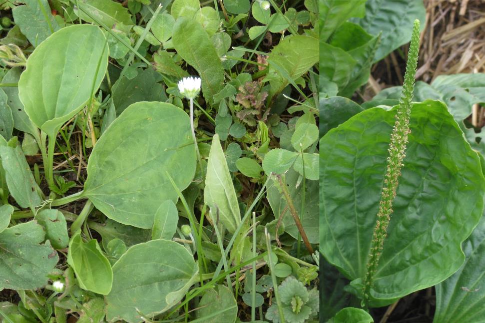 Nagy útifű Plantago major Fajleírás: Magasság: 15-30 cm. Levél: Az egyes levelek nyelesek, oválisak, tipikusan 5 20 cm hosszúak, 4 9 cm szélesek, sima szélűek, csúcsban végződnek.