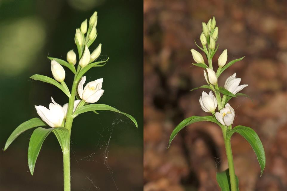 Fehér madársisak - Cephalanthera damasonium Védett eszmei értéke 10 000 Ft Fajleírás: Magasság: 30-60 cm. Levél: Tojásdad vagy tojásdad-lándzsás lomblevelei, 5-10 hosszúak, 2-3,5 cm szélesek.