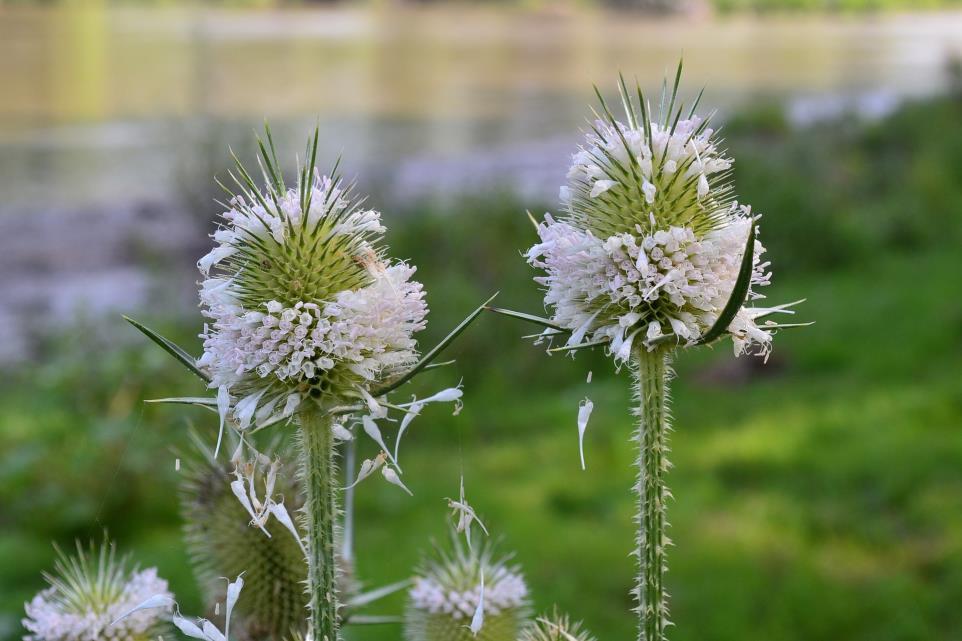 Héjakút mácsonya - Dipsacus laciniatus Fajleírás: Magasság: 1-2 m. Levél: A tőlevelek tüskések, serteszőrösek, visszás tojásdadok. A felsők szárnyasan hasogatottak. Virág: Apró, rózsaszín vagy fehér.