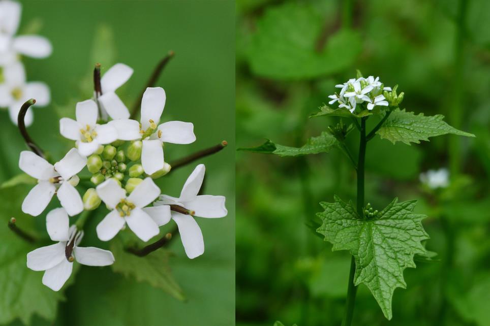 Hagymaszagú kányazsombor - Alliaria petiolata Fajleírás: Magasság: 70-80 cm. Levél: Szórt állásúak, fogazott szélűek. Virág: A négy fehér sziromlevél alatt négy csészelevél található.