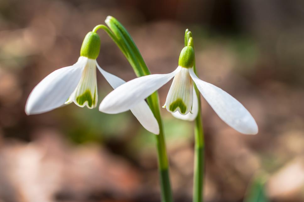 Kikeleti hóvirág - Galanthus nivalis Védett eszmei értéke 10 000 Ft Fajleírás: Magasság: 10-20 cm. Levél: Két szálas, felfelé szélesedő, kékeszöld tőlevél.