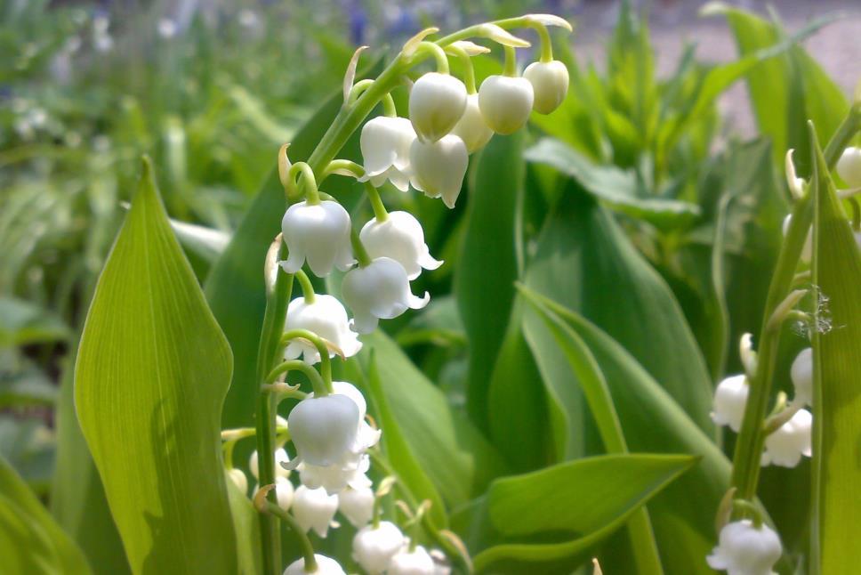 Májusi gyöngyvirág Convallaria majalis Fajleírás: Magasság: 15-25 cm. Levél: 2 db tojásdad tőlevele van, épszélűek és párhuzamos erezetűek, a lepellevelek összenőttek.