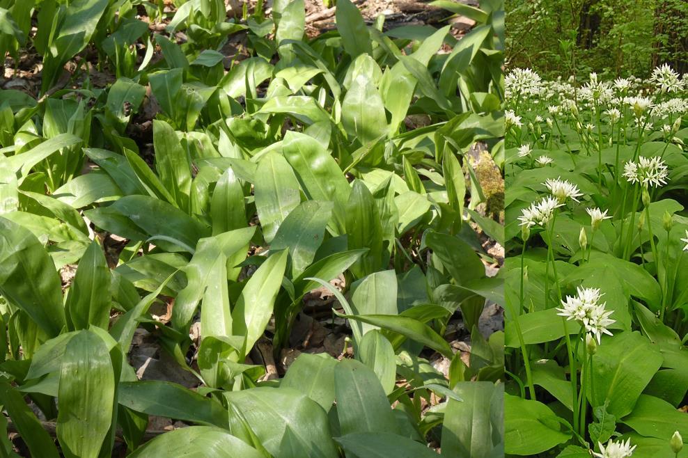 Medvehagyma Allium ursinum Fajleírás: Magasság: 15-30 cm. Levél: Általában 2, tojásdad, párhuzamos erezetű, hosszú nyelű tőlevél jellemzi. A tőlevél széles, fokhagymaszagú.
