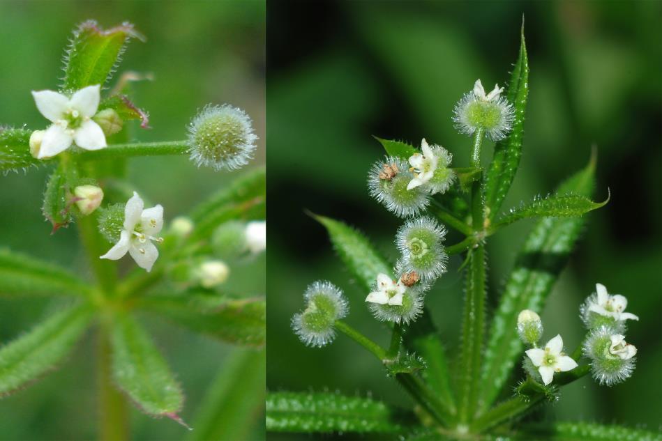 Ragadós galaj - Galium aparine Fajleírás: Magasság: 50-130 cm. Levél: Szálas-lándzsás, élét és ereit horgas szőrök fedik. Virág: Színe piszkosfehér. Apró, rövid csövű.