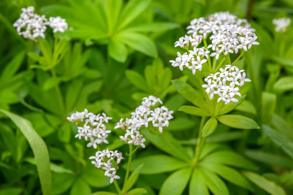 Szagos müge - Galium odoratum Fajleírás: Magasság: 10-25 cm. Levél: A levelek ép szélűek, hegyes csúcsúak, 5-10-esével örvösen állnak. Virág: Fehér sátorszerű virágzat, néhány milliméteres, tölcséres.