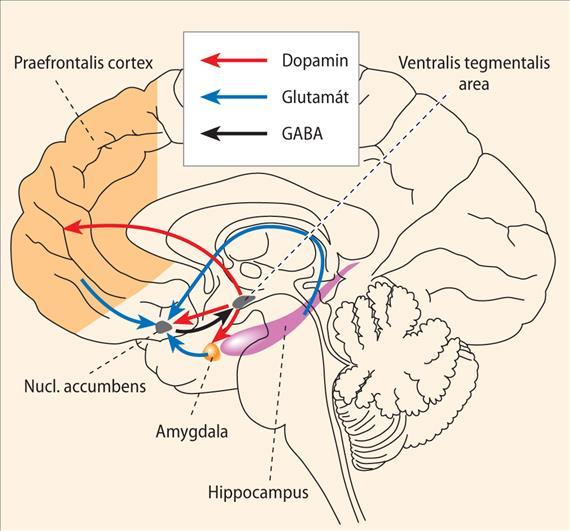 Kábítószerabúzus Függőség neurobiológiája A pszichoaktív szerek a jutalmazó rendszeren (nucleus accumbens, amygdala, hippocampus, frontális kéreg) hatnak, melyben erélyes dopamin-felszabadulást