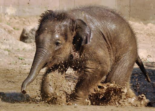 14 Ázsiai elefánt (Elephas maximus) Az ázsiai vagy más néven indiai elefánt veszélyeztetett állatfaj, az erdőirtások miatti élőhelyvesztés és a vadászat következtében ma már csak szigetszerű