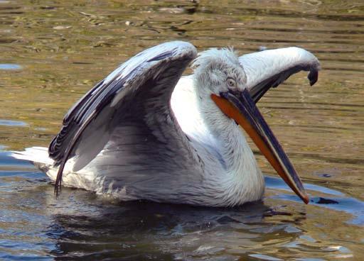 18 Borzas gödény (Pelecanus crispus) A rózsás és borzas gödények más néven pelikánok Magyarországon a XIX.