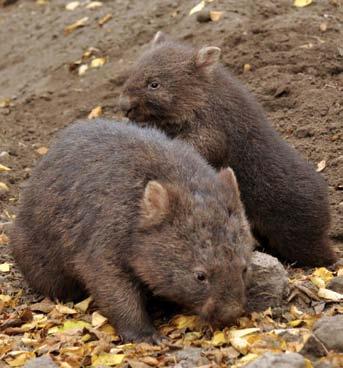 20 Csupaszorrú vombat (Vombatus ursinus) Az Ausztráliában és Tasmániában élő vombatot a farmerek nem kedvelik, mivel úgy tartják, hogy járatai, üregei