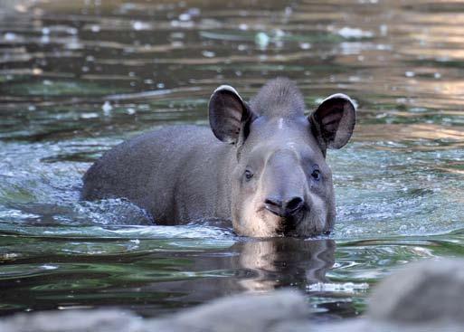 22 Dél-amerikai tapír (Tapirus terrestris) A dél-amerikai tapír az Andoktól keletre, Észak-Kolumbiától Észak-Argentínáig honos.