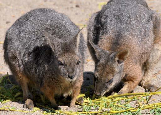 24 Derby-kenguru (Macropus eugenii) Bár a Derby-kenguru a még meglehetősen gyakori, kontinensünk állatkertjeiben annál ritkább. A Budapesti Állatkertben évtizedek óta remekül szaporodik.
