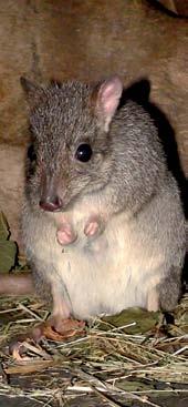 26 Ecsetfarkú patkánykenguru (Bettongia penicillata) Ez a nyúl nagyságú erszényes ma a világ egyik legritkább kenguruja, amely már csak szigetszerűen honos