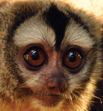 28 Éji majom (Aotus azarai boliviensis) Az éji majom vagy más néven bagolymajom a világ egyetlen éjszakai életmódot folytató majma, igaz ma már nem egy, hanem több,