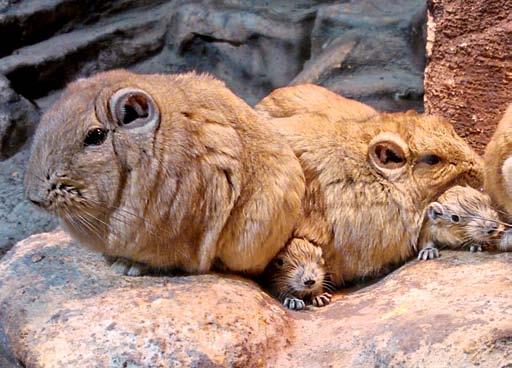 32 Gundi (Ctenodactylus gundi) A gundi Észak-Afrika sziklás, félsivatagos területeinek lakója.