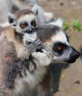 34 Gyűrűsfarkú maki vagy katta (Lemur catta) Madagaszkár déli és délnyugati, szárazabb területeit lakja. Nappali életmódot folytat.