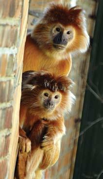 38 Jávai langur (Trachypithecus auratus) A jávai langurok csak néhány DK-ázsiai szigeten (Jáván, Lombokon) fordulnak elő.