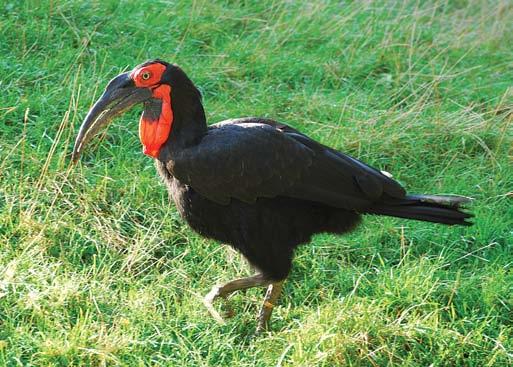 40 Kaffer szarvasvarjú (Bucorvus leadbeateri) Az afrikai szavanna jellegzetes nagy testű madara. Leggyakrabban a földön mozog élelem után kutatva.