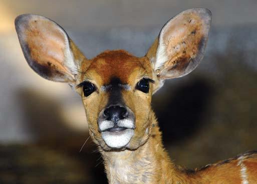 50 Nyala (Tragelaphus angasi) Afrika déli részén őshonos antilopfaj. Ivari kétalakúság jellemzi, azaz a nőstények és a hímek egészen másként néznek ki.