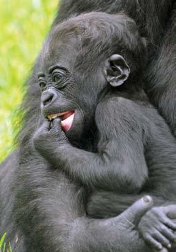 52 Nyugati síkvidéki gorilla (Gorilla gorilla) A gorillák Afrika trópusi esőerdeiben akár háborítatlan békességben is élhetnének.
