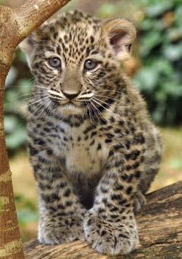 58 Perzsa leopárd (Panthera pardus saxicolor) A leopárd az egyik legalkalmazkodóbb nagymacska, egykor a legelterjedtebb macskaféle volt a Földön a házimacska után.