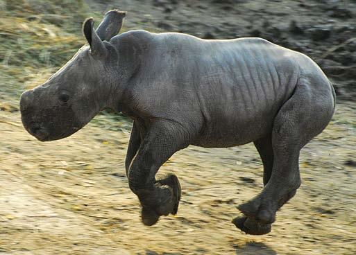 60 Szélesszájú orrszarvú (Ceratotherium simum) Az elefánt után az orrszarvú a Föld második legsúlyosabb szárazföldi emlőse.