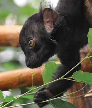 62 Szerecsen maki (Eulemur macaco) A szerecsenmaki hímje fekete, míg a nőstény kávészínű.