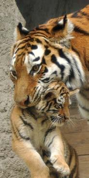 64 Szibériai tigris (Panthera tigris altaica) A Földön ma élő legnagyobb termetű macskaféle. Habár látszólag egyformán csíkosak gyakorlatilag nincs két azonos mintázatú tigris.