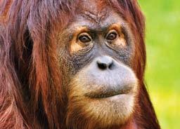 66 Szumátrai orángután (Pongo abelii) Az orangutánok a legnagyobb testű, fán élő állatok.