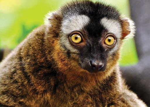 72 Vöröshomlokú maki (Eulemur rufus) Néhány éve még egy másik faj alfajának tekintették, sőt nemrég az egykori vöröshomlokú makit is két fajra bontották. Ennek következtében keveset tudunk róla.