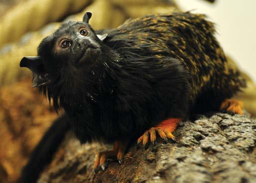 74 Vöröskezű tamarin (Saguinus midas) Dél-Amerika lakója. Az elsődleges és másodlagos erdőkben egyaránt előfordul, kedveli az erdőszéleket is.