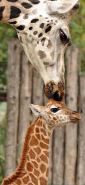 76 Zsiráf (Giraffa camelopardalis rotschildi) A zsiráf, mint faj még nem veszélyeztetett, még legalább százezer példánya él Afrikában. Egyes alfajai azonban közel kerültek a kipusztuláshoz.