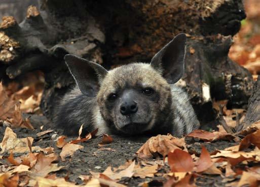 80 Csíkos hiéna (Hyaena hyaena) Fakó keselyű (Gyps fulvus) 81 Afrikában és Ázsiában egyaránt előforduló éjszakai ragadozó. Kevesebbet vadászik, mint foltos rokona, inkább dögevő.