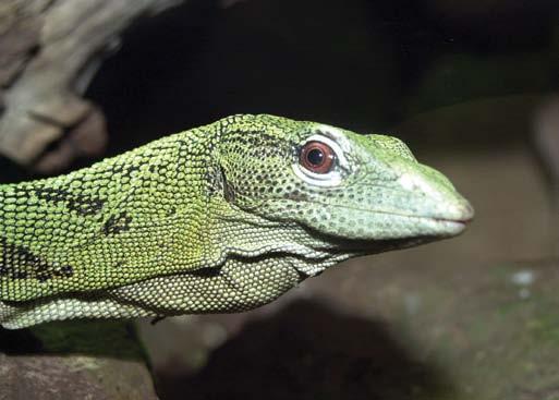 90 Smaragdvaránusz (Varanus prasinus) Sivatagi róka vagy fennek (Vulpes zerda) 91 Fán élő, kistestű, mintegy 65-85 centiméter hosszú varánuszfaj, amely Új-Guinea jelentős részén előfordul.