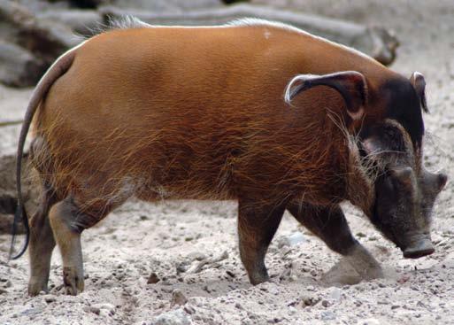 94 Vörös vari (Varecia rubra) Vörös folyamidisznó (Potomochoerus porcus) 95 Madagaszkár északkeleti részén honos. Akár öt kilogrammot is elérő testtömegével az egyik legnagyobb makifaj.