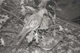 Dodó (Raphus cucullatus) Mauritius, 1685 Háziállatok betelepítése, mezőgazdaság Hosszúlábú álfakusz (Xenicus longipes) Új-Zéland, 1950 Az ember által behurcolt patkányok Karolinai papagáj (Conuropsis