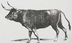 Óriás alka (Pinguinus impennis) Atlanti-óceán északi medencéje, 1844 Vadászat, tojásgyűjtés Óriás moa (Dinornis novaezealandiae) Új-Zéland, 1850 Vadászat Réunioni ásólúd (Mascarenachen kervazoi)