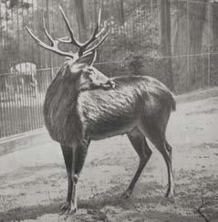 (Dusicyon australis) Falkland-szigetek, XX. század Vadászat Fehérfarkú erszényesnyúl (Macrotis leucura) Ausztrália,1931 Az ember által betelepített ragadozók Jemeni gazella (Gazella bilkis) Jemen, XX.
