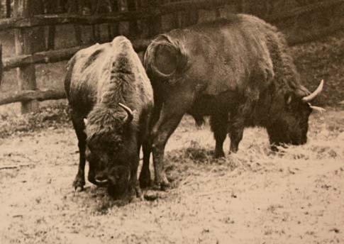 110 Egy igazi sikertörténet 111 A XVIII. században még négy helyen fordult elő Európában bölény (Bison bonasus): Kelet-Poroszországban, Lengyelországban, Erdélyben és a Kaukázusban. A XX.