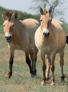 112 A vadló és szarvas Az utolsó pillanatban 113 Az első, Mongóliában befogott Przewalski-lovak (Equus przewalskii) Askania Novába (Ukrajna) kerültek, majd 1901-ben 28 ázsiai vadló került