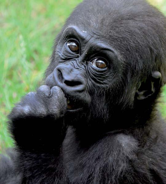 6 egzotikus különlegességek: aranyhasú mangábék, Aldabra-óriásteknősök, hatalmas flamingó- és pelikáncsapatok, mérgeskígyó-kollekció, szaporodó gorilla- és orangutáncsaládok.
