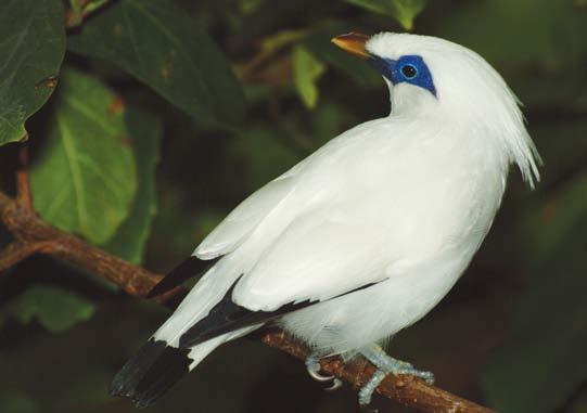 114 Megmentett madarak Visszatérnek a vadonba 115 Az állatkertünkben is látható Hawaii lúd (Branta sandvicensis) ma már több ezer példányban él a világ állatkertjeiben és a, noha 1952-ben már csak