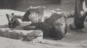 Európában elsőként Budapesten sikerült felnevelni az örvösmedve (Ursus thibetanus) bocsát. A 1933. január 10-én született kicsit el sem kellett venni anyjától, aki féltő gonddal felnevelte.