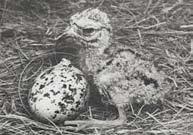 1973-ban a kis sarkantyús teknősök (Geochelone sulcata) kikelése is. A szakirodalom szerint a világon elsőként nálunk sikerült tenyészteni ezt a mázsás súlyú páncélost.