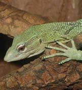 124 Ajánlott irodalom 125 Állatfajok Budapesten élő egyedek száma Születések az elmúlt 10 évben Vadonbeli állomány (az IUCN adatbázisa alapján) A nemzetközi állatkerti információs rendszerben