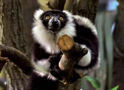 2700 201 Vöröshomlokú maki (Eulemur fulvus rufus) 1 1 nem ismert, erős állomány Vöröskezű tamarin (Saguinus midas) 4 11 nem ismert, stabil 342 Zsiráf (Giraffa camelopardalis rotschildi) 7 5 (összes